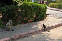 Pushkar to Udaipur India Travel Blog (98)